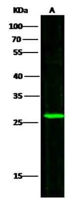 Western Blot: UCH-L3 Antibody [NBP2-98339]