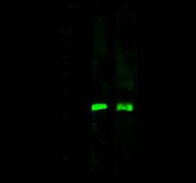 Western Blot: UCH-L3 Antibody [NBP2-99847]