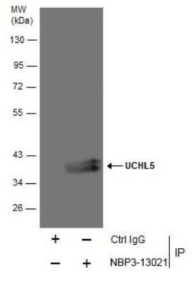 Immunoprecipitation: UCH-L5/UCH37 Antibody [NBP3-13021]