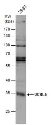 Western Blot: UCH-L5/UCH37 Antibody [NBP3-13021]