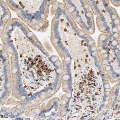 Immunohistochemistry-Paraffin: UCKL1 Antibody [NBP1-83649]