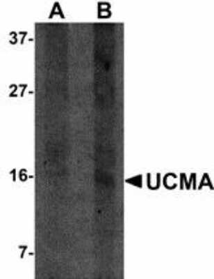 Western Blot: UCMA AntibodyBSA Free [NBP1-72115]