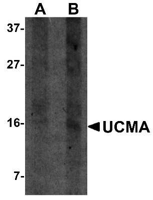 Western Blot: UCMA AntibodyBSA Free [NBP1-76321]