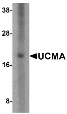 Western Blot: UCMA AntibodyBSA Free [NBP1-76321]