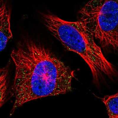 Immunocytochemistry/ Immunofluorescence: UCN2 Antibody [NBP2-57622]