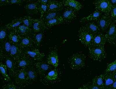 Immunocytochemistry/ Immunofluorescence: UCN2 Antibody [NBP3-06518]