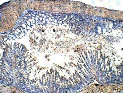 Immunohistochemistry-Paraffin: UCN2 Antibody [NBP3-12450]