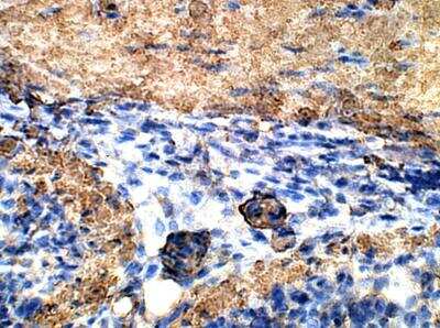 Immunohistochemistry-Paraffin: UCN2 Antibody [NBP3-12450]