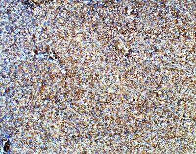 Immunohistochemistry-Paraffin: UCN2 Antibody [NBP3-12450]