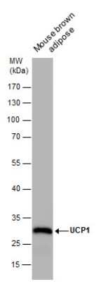 Western Blot: UCP1 Antibody (3111) [NBP2-43550]