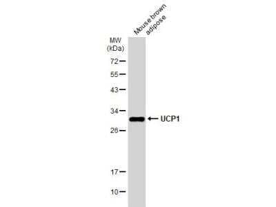 Western Blot: UCP1 Antibody [NBP2-20796]