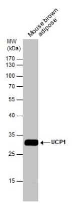 Western Blot: UCP1 Antibody [NBP3-13004]