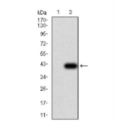 Western Blot: UCP2 Antibody (3F1B9)BSA Free [NBP2-52582]