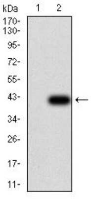 Western Blot: UCP2 Antibody (6C8B3)BSA Free [NBP2-52581]