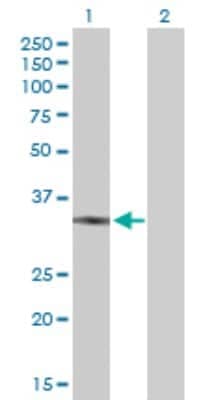 Western Blot: UCP2 Antibody [H00007351-D01P]