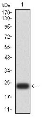 Western Blot: UCP3 Antibody (6B8C6)BSA Free [NBP2-61821]