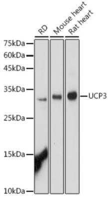 Western Blot: UCP3 AntibodyAzide and BSA Free [NBP2-94835]