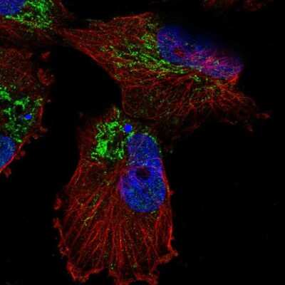 Immunocytochemistry/ Immunofluorescence: UCP5 Antibody [NBP2-56930]