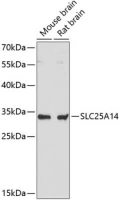 Western Blot: UCP5 AntibodyAzide and BSA Free [NBP2-94631]