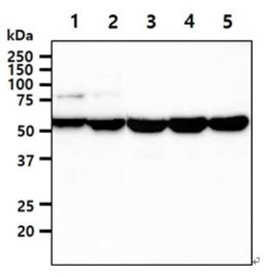 Western Blot: UDP glucose dehydrogenase Antibody (2G11)BSA Free [NBP2-59461]