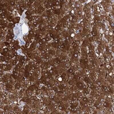 Immunohistochemistry-Paraffin: UDP glucose dehydrogenase Antibody [NBP1-90906]