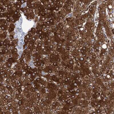 Immunohistochemistry-Paraffin: UDP glucose dehydrogenase Antibody [NBP1-90997]