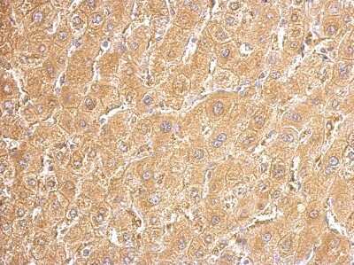 Immunohistochemistry-Paraffin: UDP glucose dehydrogenase Antibody [NBP2-20798]
