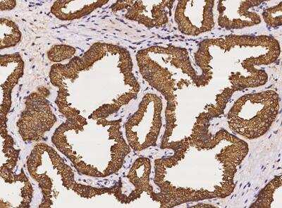 Immunohistochemistry-Paraffin: UDP glucose dehydrogenase Antibody [NBP3-06479]