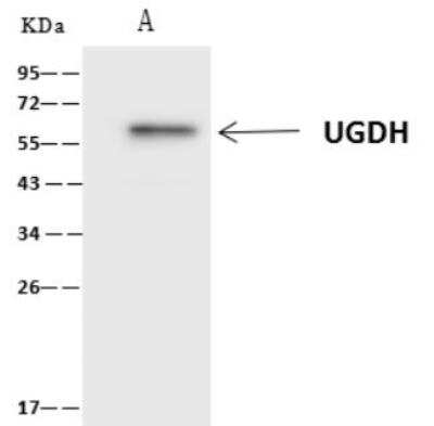 Immunoprecipitation: UDP glucose dehydrogenase Antibody [NBP3-06479]