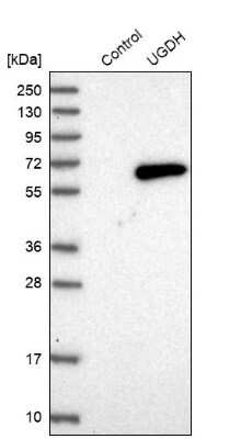 Western Blot: UDP glucose dehydrogenase Antibody [NBP1-90997]