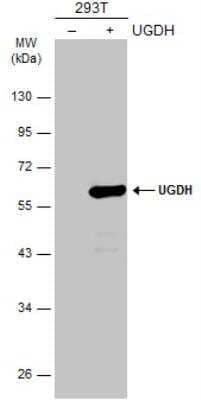 Western Blot: UDP glucose dehydrogenase Antibody [NBP2-20798]