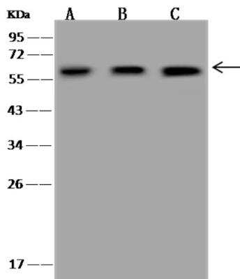 Western Blot: UDP glucose dehydrogenase Antibody [NBP3-06479]