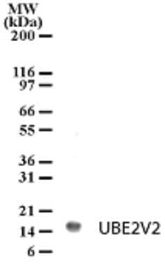 Western Blot: UEV2 Antibody [NB100-56360]