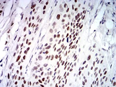 Immunohistochemistry-Paraffin: UFD1L Antibody (2A6F3) - BSA Free [NBP2-61829]