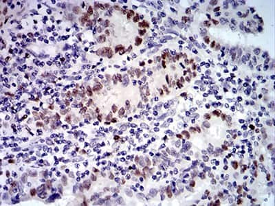 Immunohistochemistry-Paraffin: UFD1L Antibody (2A6F3) - BSA Free [NBP2-61829]