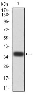 Western Blot: UFD1L Antibody (2A6F3)BSA Free [NBP2-61829]