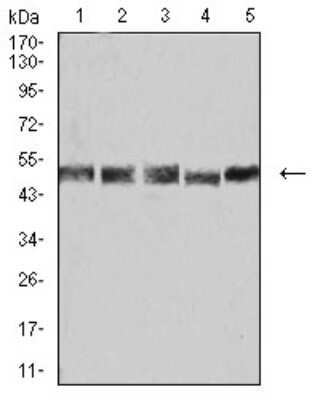 Western Blot: UFD1L Antibody (2A6F3)BSA Free [NBP2-61829]