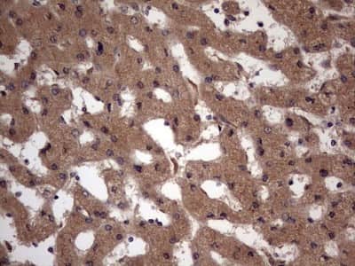 Immunohistochemistry: UFD1L Antibody (OTI8G6) [NBP2-46289]