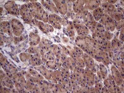 Immunohistochemistry: UFD1L Antibody (OTI8G6) [NBP2-46289]