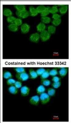 Immunocytochemistry/ Immunofluorescence: UFD1L Antibody [NBP2-20802]