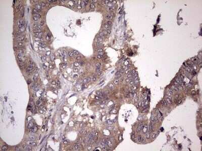 Immunohistochemistry: UFD1L Antibody (OTI8G6) - Azide and BSA Free [NBP2-74781]