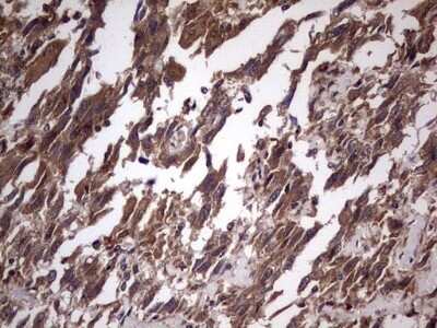 Immunohistochemistry: UFD1L Antibody (OTI8G6) - Azide and BSA Free [NBP2-74781]