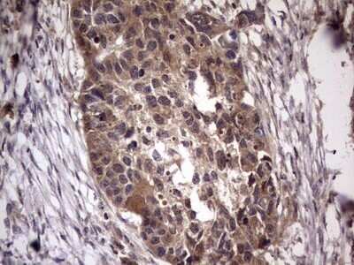 Immunohistochemistry: UFD1L Antibody (OTI8G6) - Azide and BSA Free [NBP2-74781]