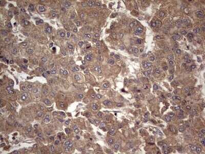 Immunohistochemistry: UFD1L Antibody (OTI8G6) - Azide and BSA Free [NBP2-74781]