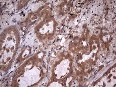 Immunohistochemistry: UFD1L Antibody (OTI8G6) - Azide and BSA Free [NBP2-74781]