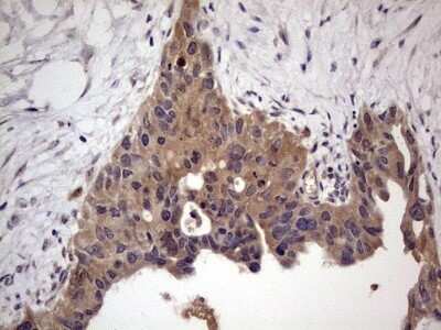 Immunohistochemistry: UFD1L Antibody (OTI8G6) - Azide and BSA Free [NBP2-74781]
