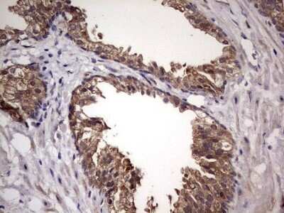 Immunohistochemistry: UFD1L Antibody (OTI8G6) - Azide and BSA Free [NBP2-74781]