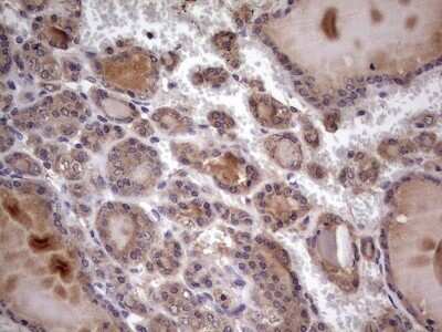 Immunohistochemistry: UFD1L Antibody (OTI8G6) - Azide and BSA Free [NBP2-74781]