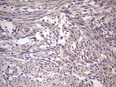 Immunohistochemistry: UFD1L Antibody (OTI8G6) - Azide and BSA Free [NBP2-74781]