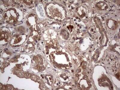 Immunohistochemistry: UFD1L Antibody (OTI8G6) - Azide and BSA Free [NBP2-74781]